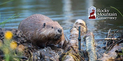 Beavers are Back, With a Little Help from Their Friends! primary image