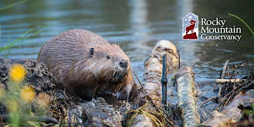 Beavers are Back, With a Little Help from Their Friends!  primärbild