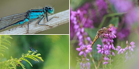 Photographing dragonflies and other insects this year | Wildlife Photographer talk