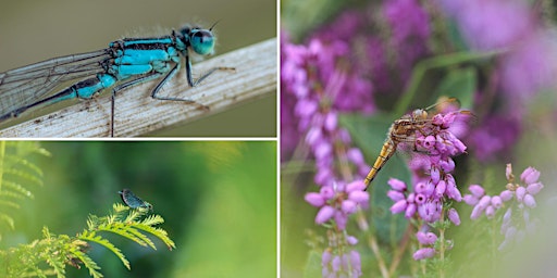 Photographing dragonflies and other insects this year | Wildlife Photographer talk  primärbild