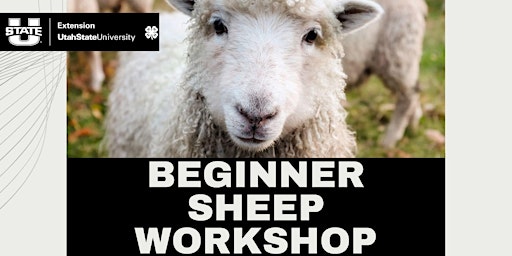 Imagem principal do evento Beginner Sheep Workshop