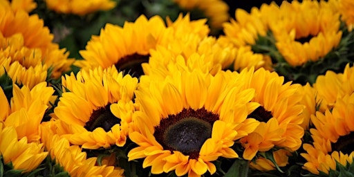 Primaire afbeelding van Sunny Days of Sunflowers Floral Design Class @BrewDog NA