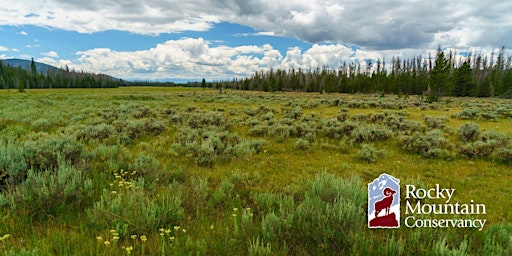 Grasses of Rocky Mountain National Park primary image