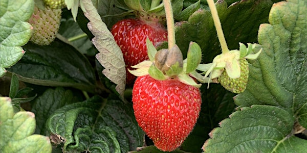 Strawberry Deck Planters