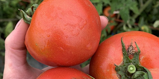 Imagem principal do evento Time for Tomatoes