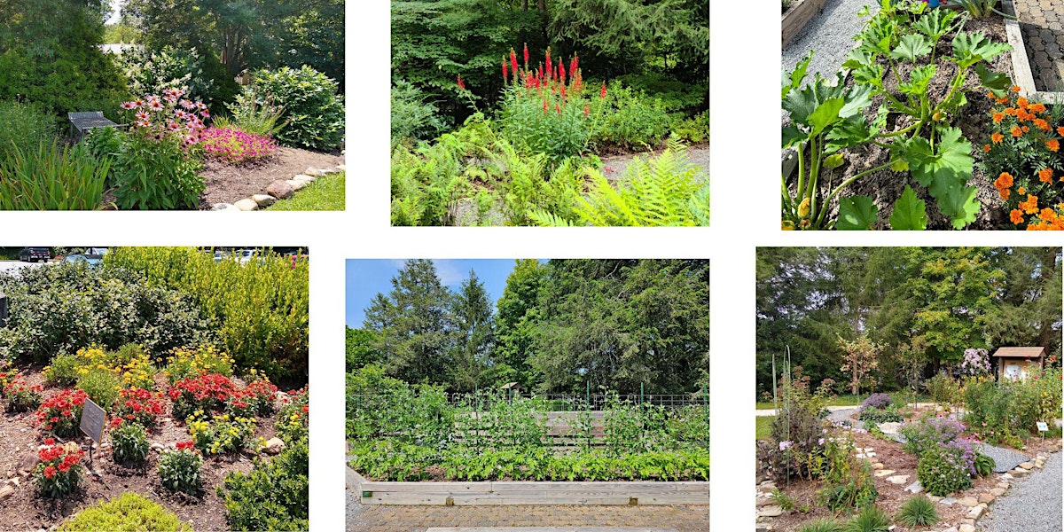 The Basics of Home Gardening in Transylvania County