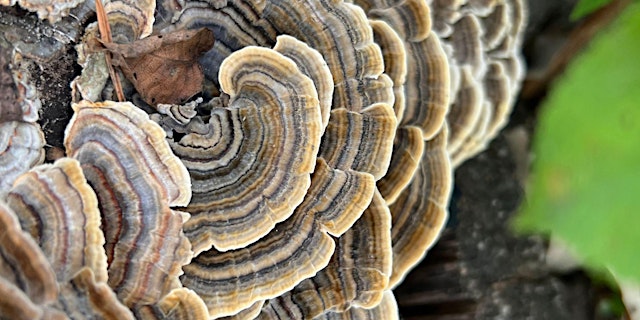 Image principale de Wild Spring Edibles