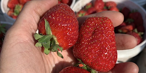 Strawberry Deck Planter  primärbild