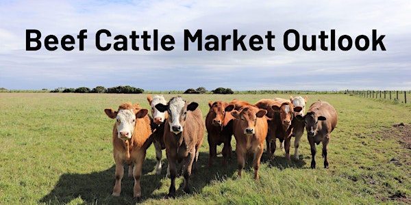 Beef Cattle Market Outlook