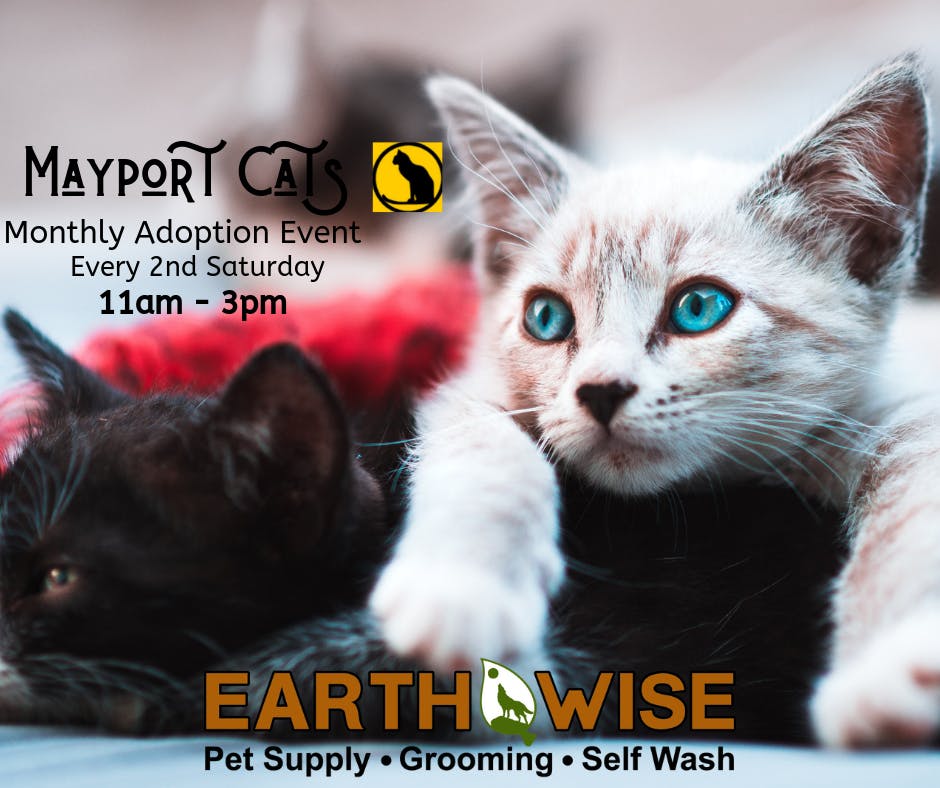 Mayport Cats Monthly Adoption Event 8 Feb 2020