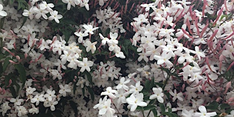 The Genealogy of Scent: Jasmine(in person)