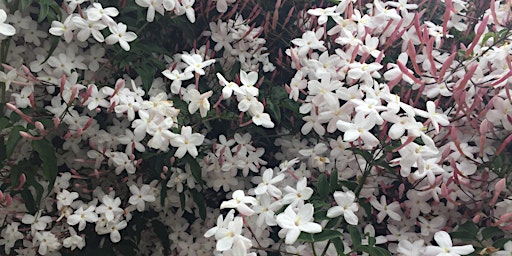 Primaire afbeelding van The Genealogy of Scent: Jasmine(in person)