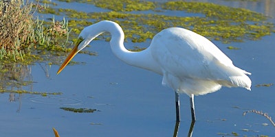 Family Bird Walk primary image