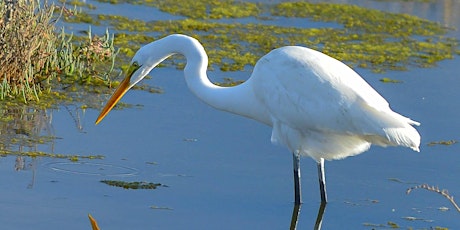 Family Bird Walk