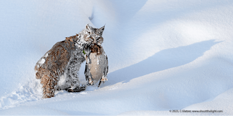 Primaire afbeelding van Winter Wildlife & Landscapes in Yellowstone - LIVE w/Charles Glatzer