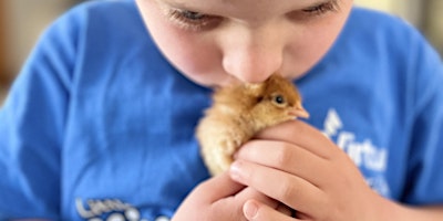 Image principale de Hatch a Chick Program