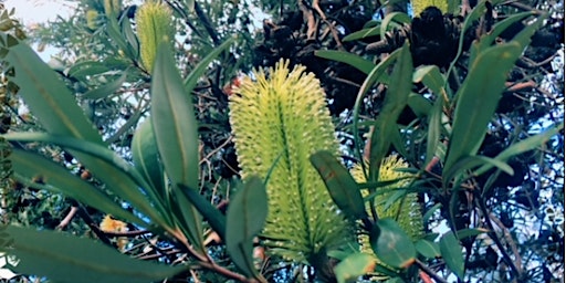 Imagem principal de Heinrich reserve Planting Day