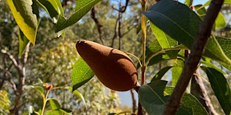 Hurstville Quarry Reserve (North) Weed Warriors