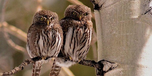 [ VIRTUAL ] - Small Mountain Owls (Encore) - CARRI Winter Speaker Series primary image