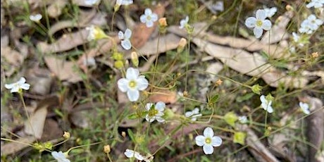 Black Forest Reserve Weed Warriors