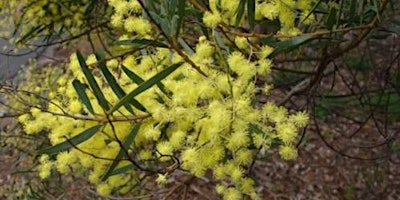 Wattle Day Walk primary image