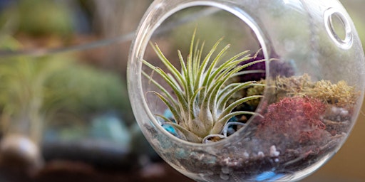 Air Plant Terrarium Workshop primary image