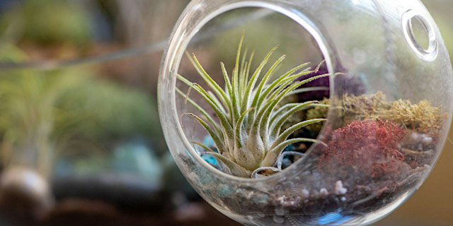 Image principale de Air Plant Terrarium Workshop