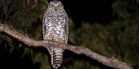 Hauptbild für City Nature Challenge: Spotlighting Night