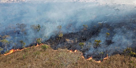 Image principale de Sacrificing the Cerrado to save the Amazon? Land, water & mining in Brazil