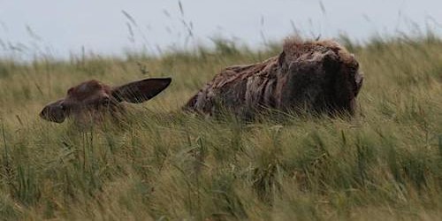 Hauptbild für Web-Seminar: Die Chronic Wasting Disease – Ein aktueller Überblick