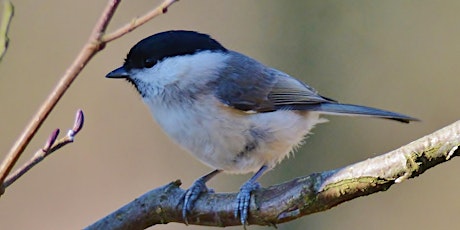 Norfolk Commons Week - In search of our feathered friends....(EDU OTHER)