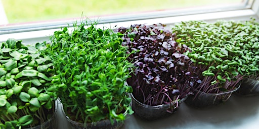 Windowsill Food Growing primary image
