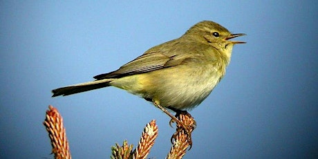 Dawn Chorus - Guided Walk at Holyrood Park