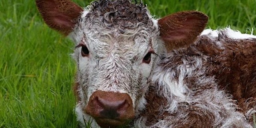 Hauptbild für Meet the Longhorns