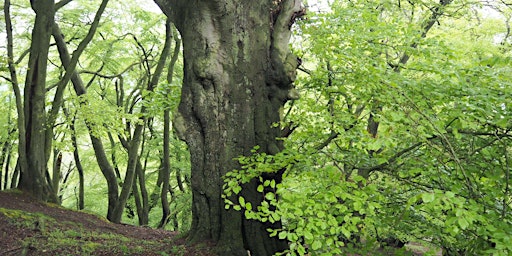 Imagem principal do evento Walk 36 The Wrekin Giant 15 miles