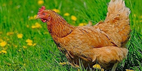 Primaire afbeelding van Urban Backyard Chicken Training Class - for May 2024