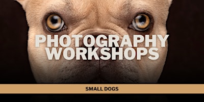 Image principale de Photography Workshop: Small Dogs