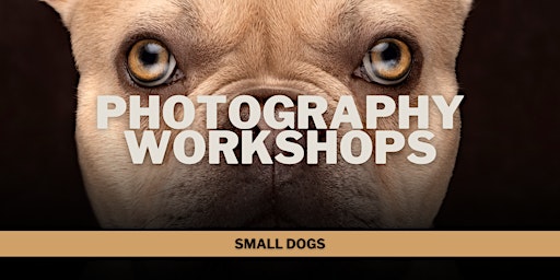 Primaire afbeelding van Photography Workshop: Small Dogs