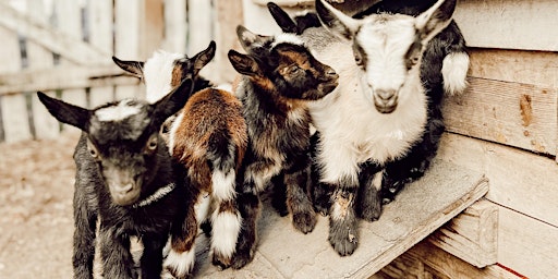 Imagem principal de Intro Class to Goats & Chickens at Flowertown Charm Farm