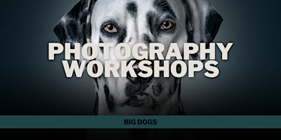 Imagem principal do evento Photography Workshop: Big Dogs