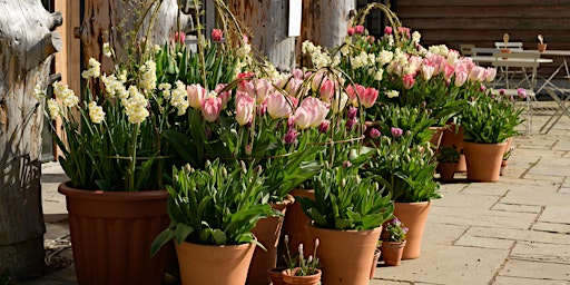 Hauptbild für Spring Pot Workshop