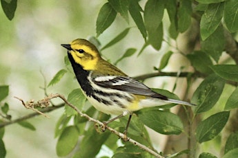 Monthly Bird Walk / World Migratory Bird Day