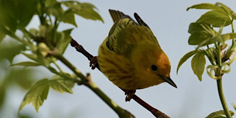 World Migratory Bird Day Survey of Old Railroad Passage Trail