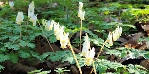 Imagen principal de CANCELED - Guided Wildflower Hike - Willie Duke's Bluff