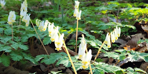 Imagen principal de Guided Wildflower Hike - Penny's Bend