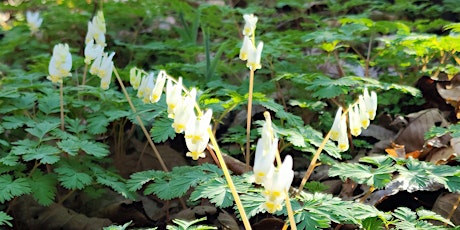 Primaire afbeelding van Spring Wildflower Hike Series - Flat River