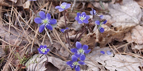 Hauptbild für Spring Wildflower Hike Series - Buckquarter Creek