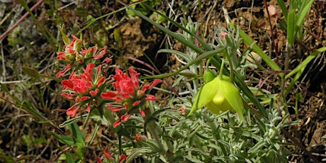 Hauptbild für Mount Diablo Wildflowers