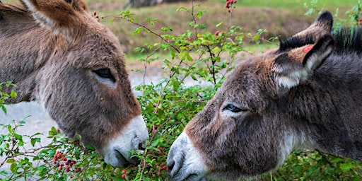 Creative  Writing Workshop: Donkeys primary image