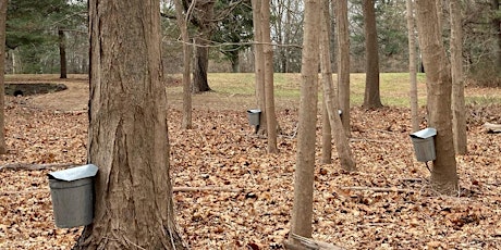 Maple Sugaring at the Shack primary image